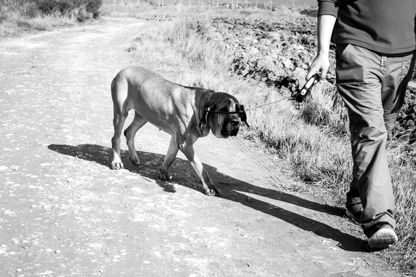 Dog fila brasileiro - Fotoğraf, Görsel