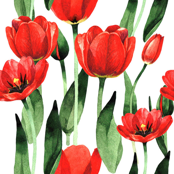 Modèle de fleur de tulipe de fleur sauvage dans un style aquarelle isolé
. - Photo, image