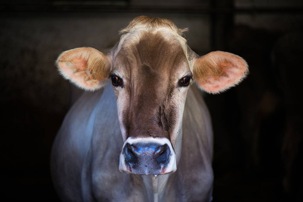 Vache à la ferme Alpine Brown
 - Photo, image