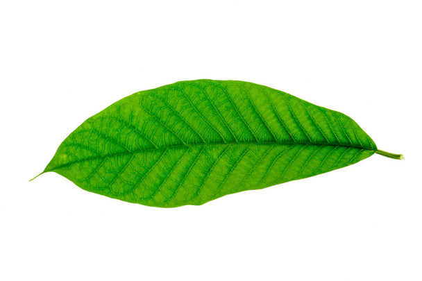 листя ізолювати природні
 - Фото, зображення