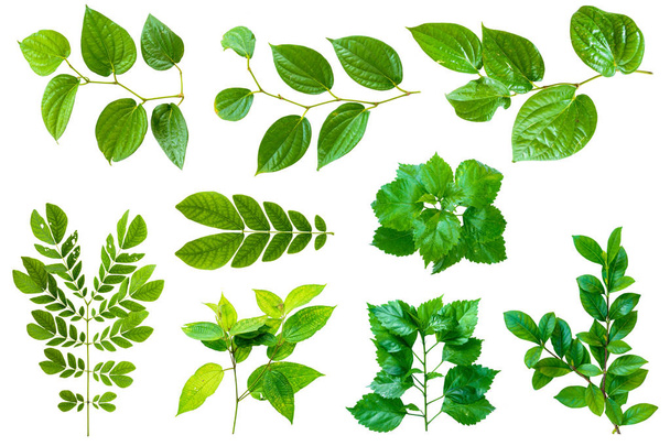 leaf nature isolate - Photo, Image
