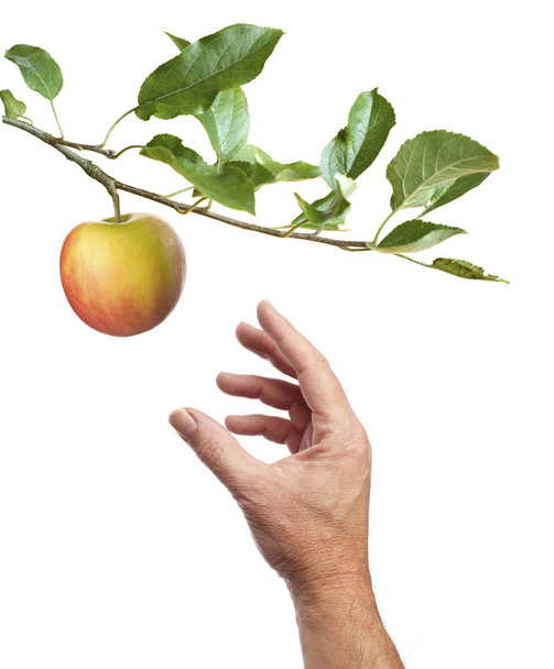Recogiendo una manzana. Fondo blanco
 - Foto, imagen