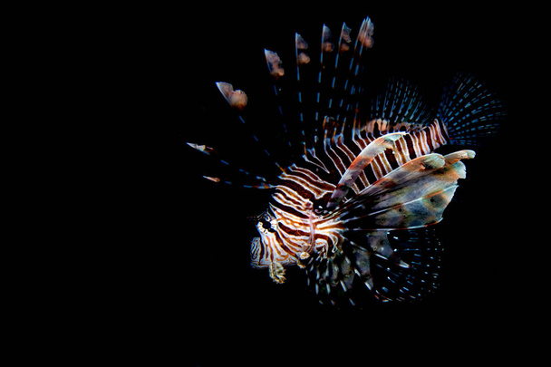 Scorpion Lion fish portrait while diving indonesia - Photo, Image