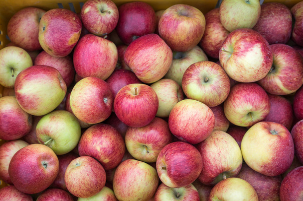 juicy fresh red and yellow apples - Foto, Bild