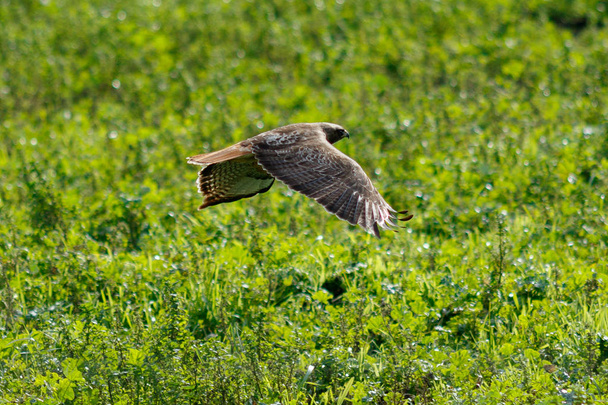 Rode tailed hawk vliegen - Foto, afbeelding
