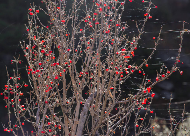 muchas bayas rojas en las ramas
 - Foto, Imagen