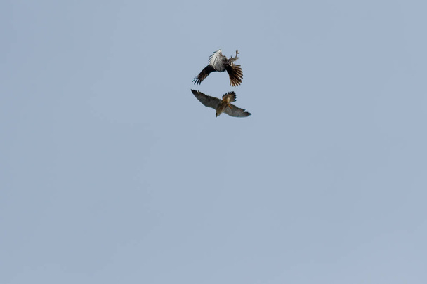 Peregrine falcons flying together - Photo, Image