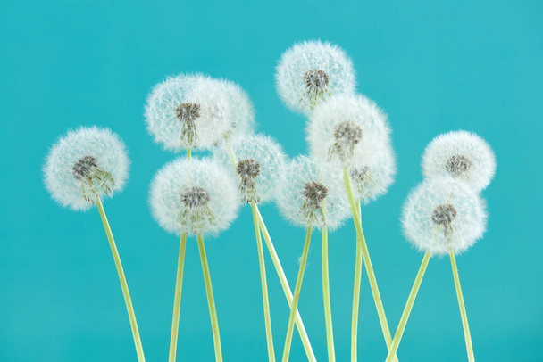 Dandelion flower on cyan color background, group objects on blank space backdrop, nature and spring season concept. - Fotografie, Obrázek
