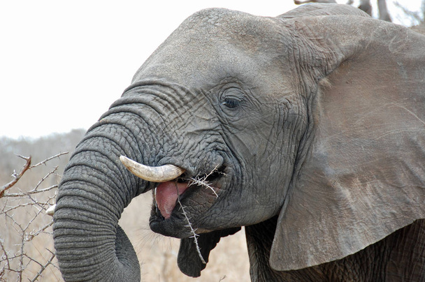 Elefante mostrando que es lengua roja mientras come matorral de cerca
 - Foto, imagen
