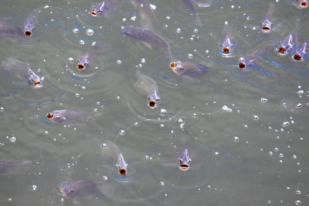 Aç balık sürüsü - Fotoğraf, Görsel