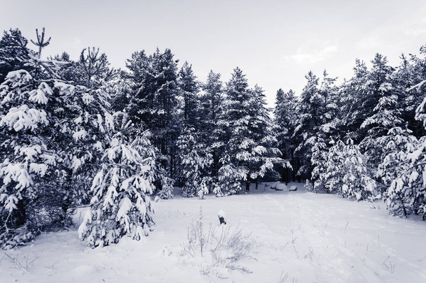 Spruce Tree foggy Forest Covered by Snow in Winter Landscape - Valokuva, kuva