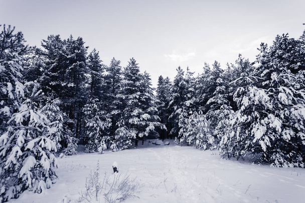 Lumen peittämä metsä talvimaisemassa
 - Valokuva, kuva