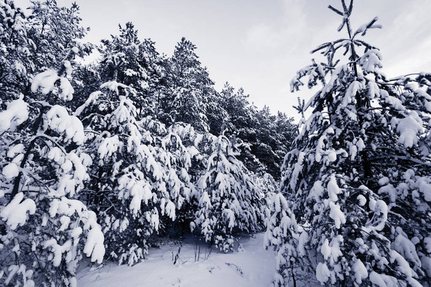 Spruce Tree foggy Forest Covered by Snow in Winter Landscape - Zdjęcie, obraz