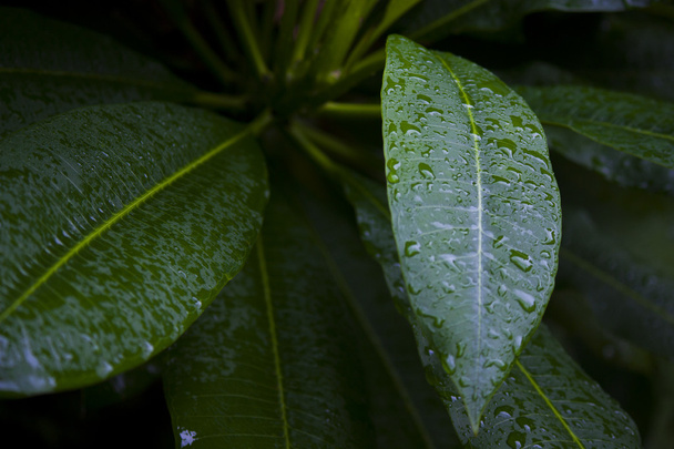Green leaves beaded with dew drops - Fotoğraf, Görsel