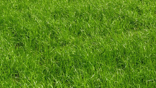 Grüner Gras Hintergrund. Textur des Grases - Foto, Bild