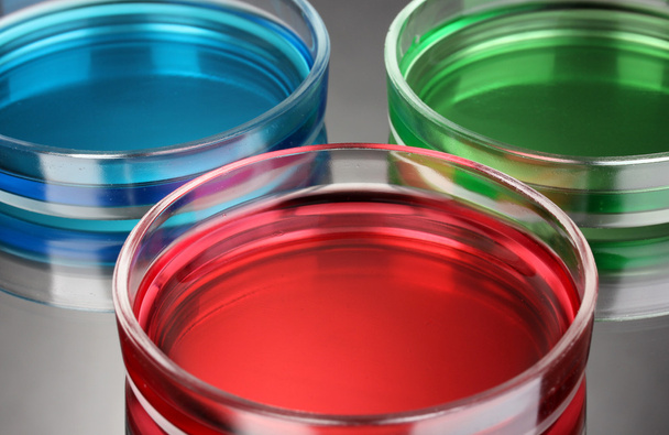 color liquid in petri dishes on grey background - Foto, Bild