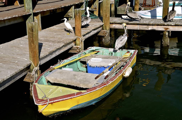 Un vieux bateau à rame de bois coloré, aigrette et pélicans sur un quai
 - Photo, image