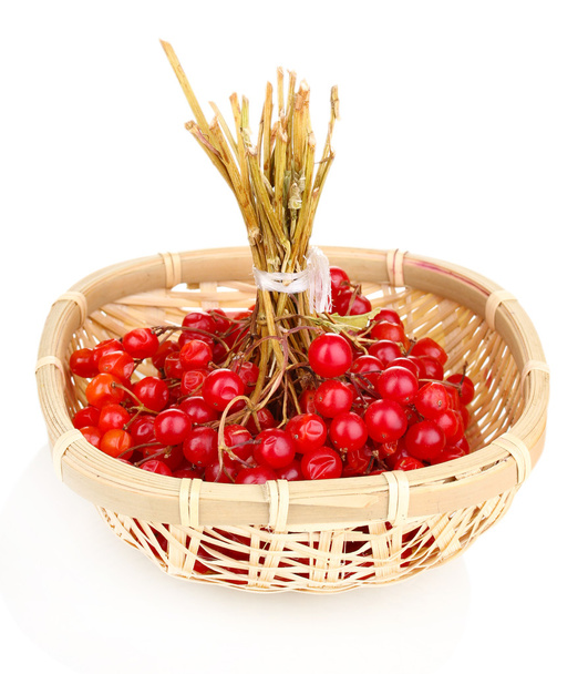red berries of viburnum in basket isolated on white - 写真・画像