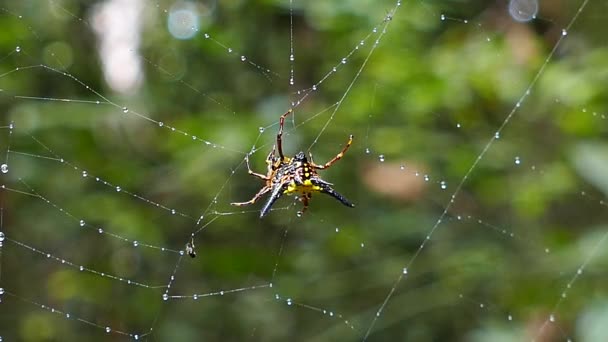 Örümcek yemek böcekler üstünde örümcek ağı. - Video, Çekim