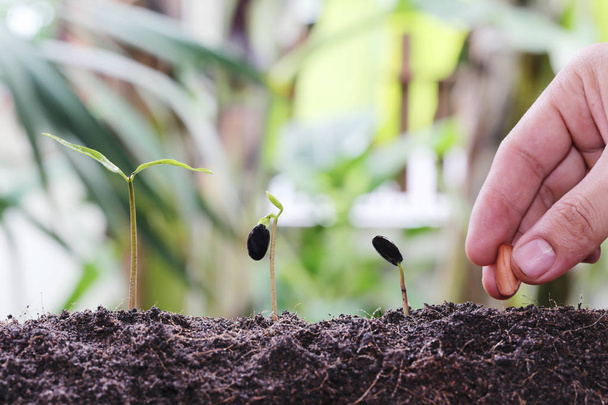 Man hands planting seeds into the ground,idea of starting activity and agriculture. - Foto, Imagen