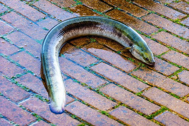 Anguila en las calles de Urk en Holanda
 - Foto, Imagen