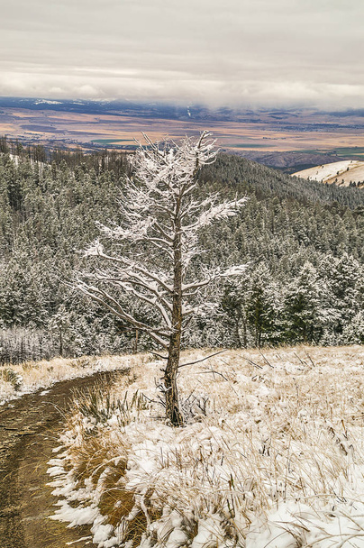 雪のツリー - 写真・画像
