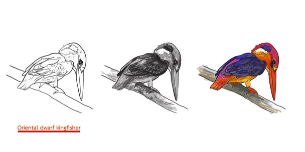 Oryantal cüce kingfisher kuş çizim dal üzerinde tutun - Vektör, Görsel