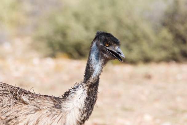 Close up view of an Emu - Φωτογραφία, εικόνα