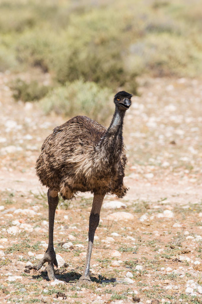 Close up view of an Emu - Fotoğraf, Görsel