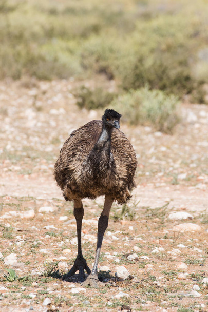 Close up view of an Emu - Фото, изображение