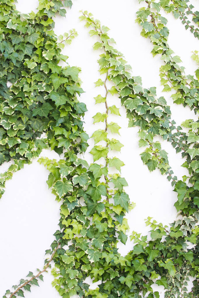 ivy growing against a white exterior wall - Photo, image