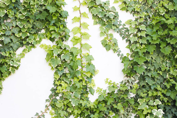 ivy growing against a white exterior wall - Фото, изображение