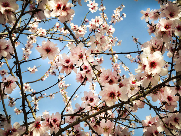 Cherry blossoms - Photo, Image