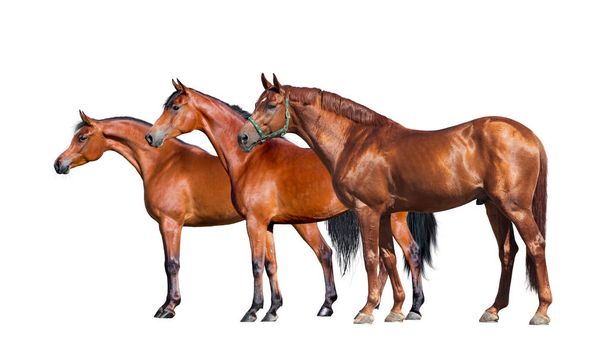 馬は、白で隔離。白い背景の上に立って馬の 3 つのグループ - 写真・画像