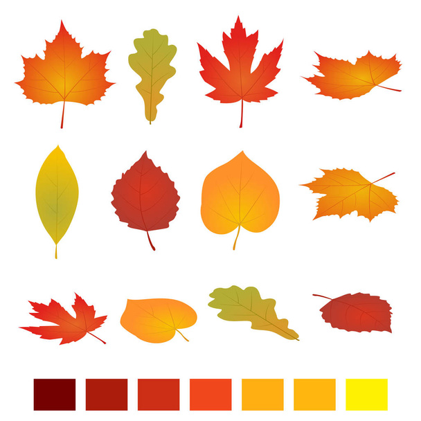 Isolated autumn leaves. Flat vector illustration. Isolated on white background. simple cartoon flat style, vector illustration - Vector, Image