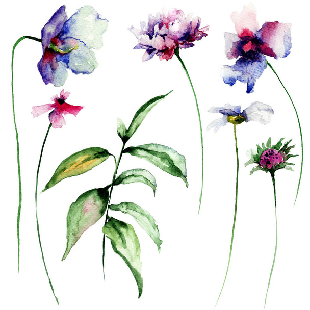 Set of wild flowers - Фото, изображение