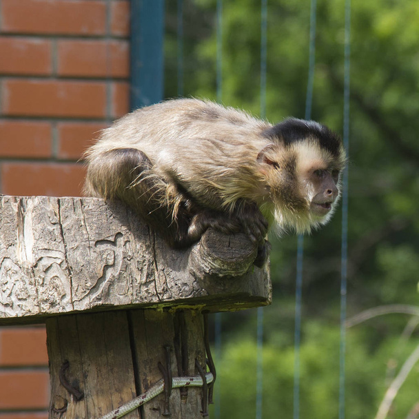 Capuchinho listrado preto no zoológico
 - Foto, Imagem