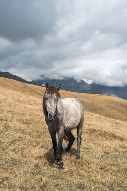 Cavalo cinzento nas montanhas no pasto
 - Foto, Imagem
