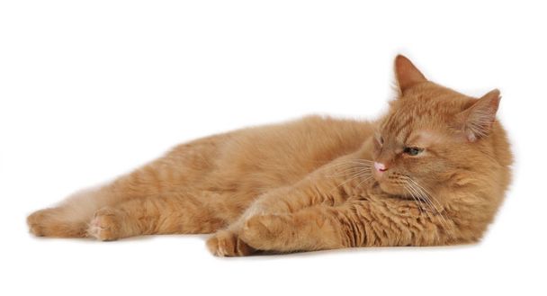 Red cat lying sideways - Zdjęcie, obraz