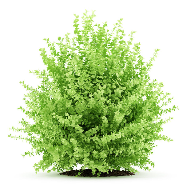 große Buchsbaumpflanze isoliert auf weißem Hintergrund. 3D-Illustrationen - Foto, Bild