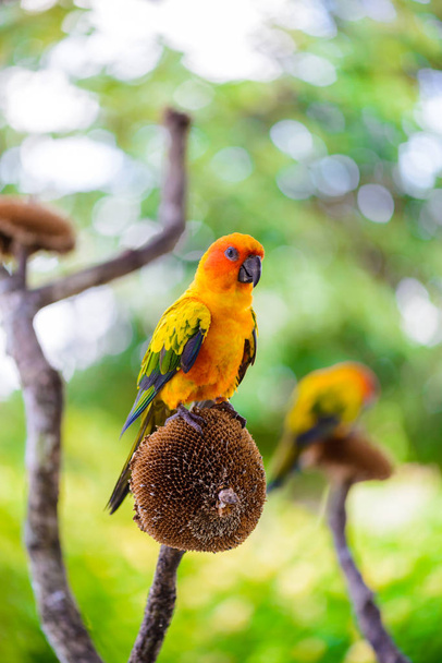 Papukaija, Värikäs papukaija, Macaw Papukaija, Värikäs leuka
 - Valokuva, kuva