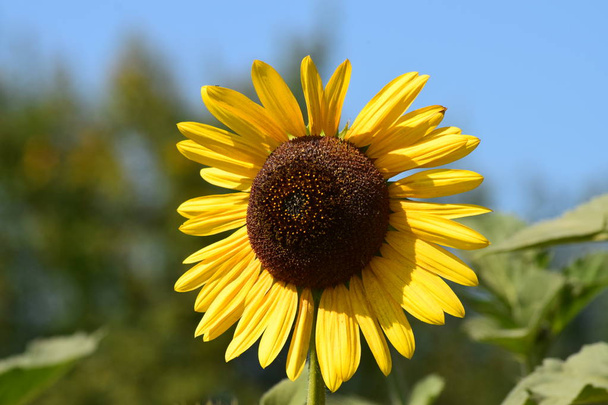 マクロ黄色の花とひまわりの種 - 写真・画像