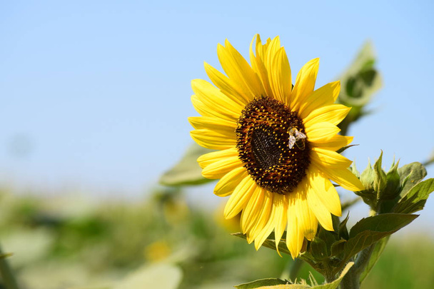Makrokeltainen kukka ja auringonkukansiemenet
 - Valokuva, kuva
