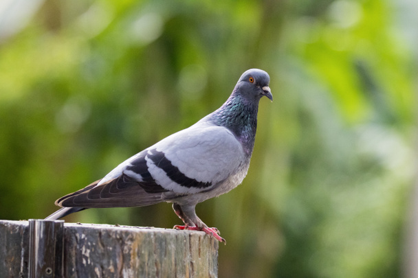 Immagine di un piccione sullo sfondo della natura in Thailandia. Animali selvatici
 - Foto, immagini