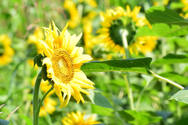 Macro fleurs jaunes et graines de tournesol
 - Photo, image