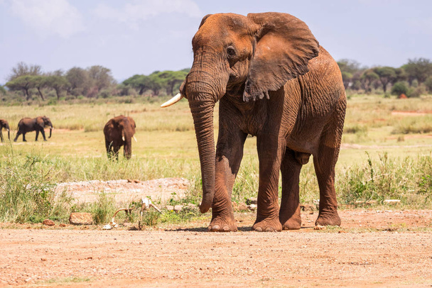 Elephant in Kenya, Africa - Foto, imagen