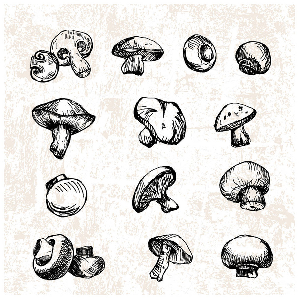 Digitaalinen vektori yksityiskohtaiset sienet käsin piirretty
 - Vektori, kuva