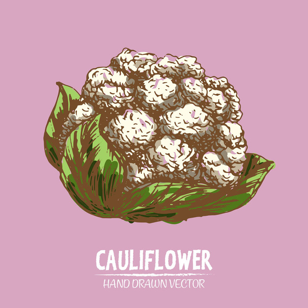 Digital vector detailed color cauliflower hand - Vector, Imagen