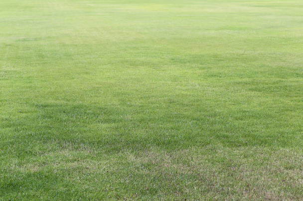 zelený trávník veřejného parku, nízký úhel pohledu, výběr oblasti zaměření. - Fotografie, Obrázek