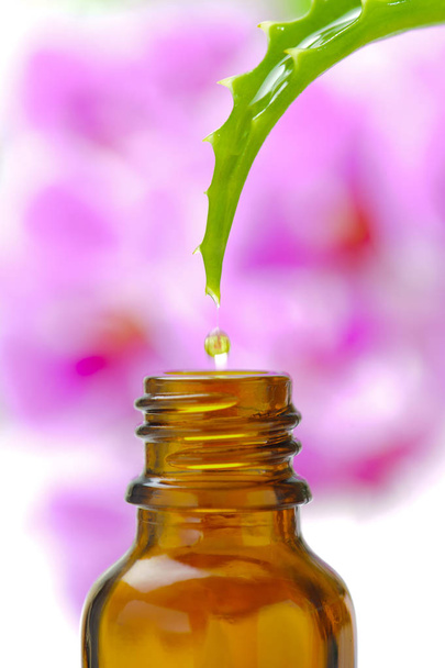 alternative medicine with essence from aloe vera cactus for healthcare and homeopathic therapy - Φωτογραφία, εικόνα